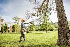 Best Tree Cabling and Bracing  in Stepping Stone, CO