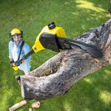 Best Stump Grinding and Removal  in Stepping Stone, CO