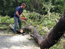 Best Seasonal Cleanup (Spring/Fall)  in Stepping Stone, CO