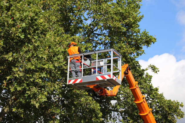  Stepping Stone, CO Tree Removal Pros