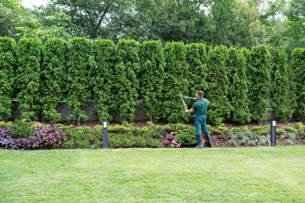 Best Tree Maintenance Programs  in Stepping Stone, CO