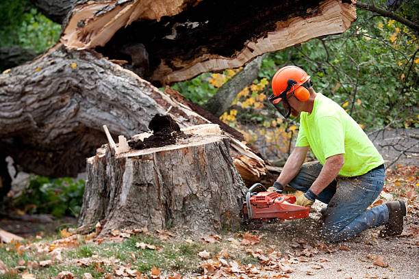 Best Tree Health Inspection  in Stepping Stone, CO