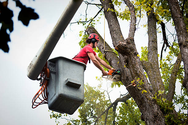 Best Tree Risk Assessment  in Stepping Stone, CO