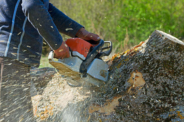 Best Tree Preservation Services  in Stepping Stone, CO