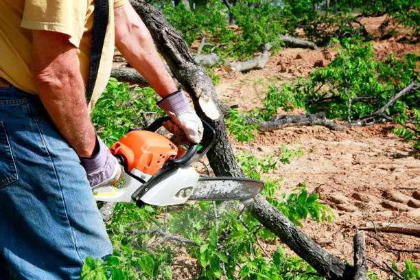 Best Lawn Grading and Leveling  in Stepping Stone, CO